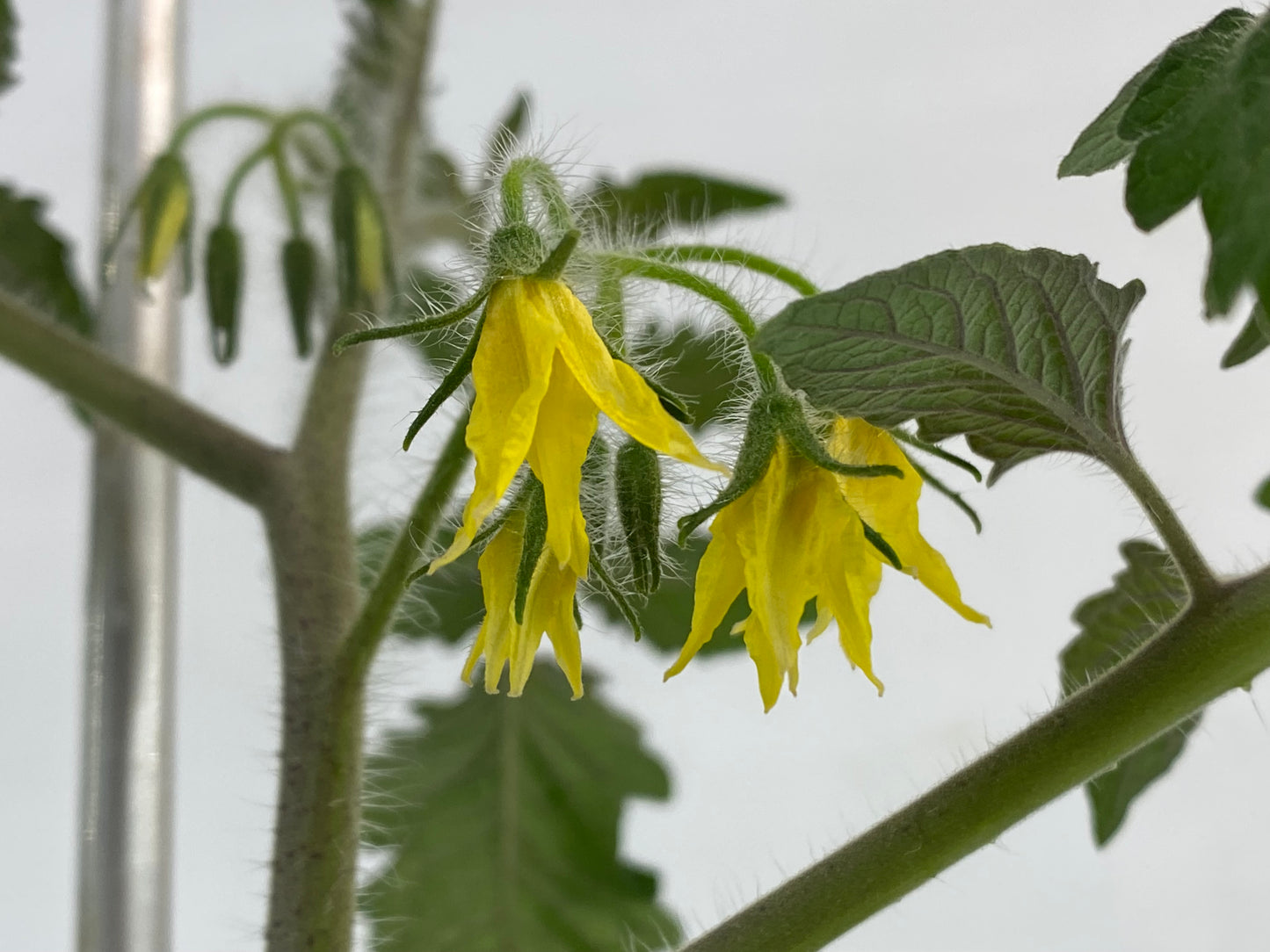 Concime Biologico per POMODORI NaturaOrganica®
