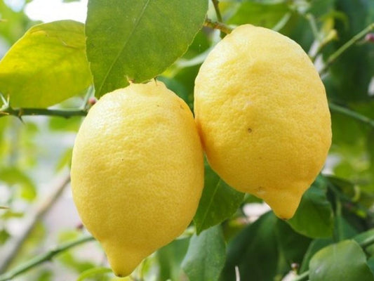 Concime per LIMONI : Concime Biologico Universale NaturaOrganica®