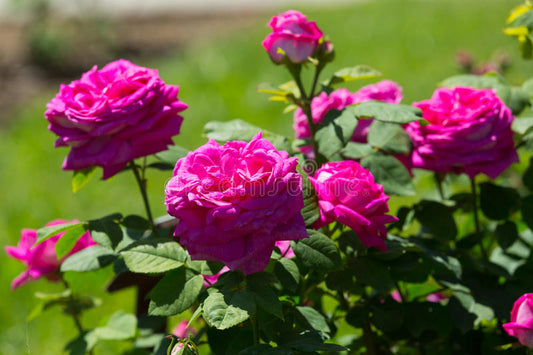 ROSE COLORATE e DAI PROFUMI INTENSI